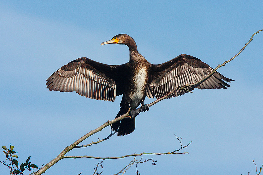 Cormorani francesi